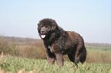 DOGUE DU TIBET 558
